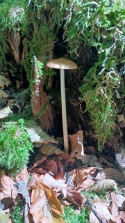 foto di Funghi